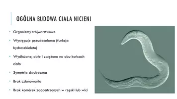zapowiedź - Prezentacja - Nicienie - strona 2