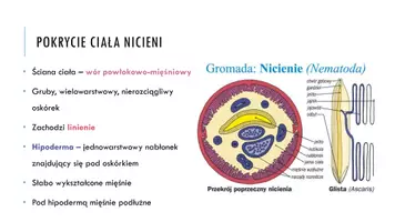 zapowiedź - Prezentacja - Nicienie - strona 3
