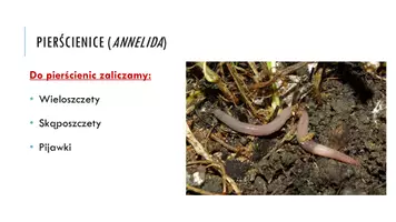 zapowiedź - Prezentacja - Pierścienice – bezkręgowce o wyraźnej metamerii - strona 3