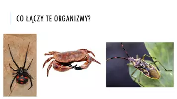 zapowiedź - Prezentacja - Stawonogi – zwierzęta o członowanych odnóżach - strona 1