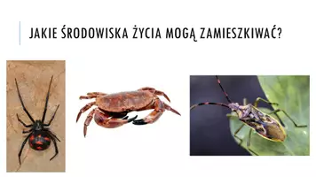 zapowiedź - Prezentacja - Stawonogi – zwierzęta o członowanych odnóżach - strona 2