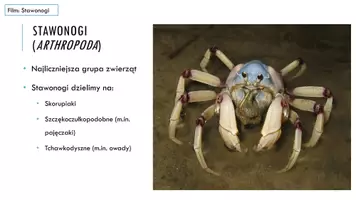 zapowiedź - Prezentacja - Stawonogi – zwierzęta o członowanych odnóżach - strona 3