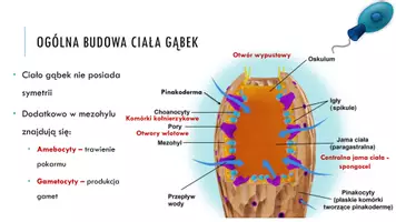zapowiedź - Prezentacja - Gąbki - zwierzęta beztkankowe - strona 2