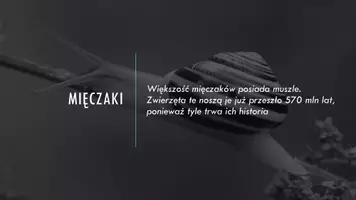 zapowiedź - Prezentacja - Mięczaki - strona 2