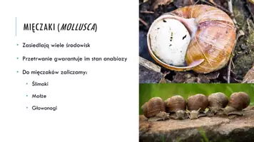zapowiedź - Prezentacja - Mięczaki - strona 3