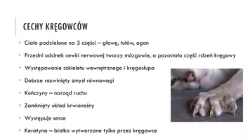 zapowiedź - Prezentacja - Cechy charakterystyczne kręgowców - strona 2