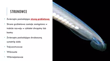 zapowiedź - Prezentacja - Cechy charakterystyczne kręgowców - strona 3