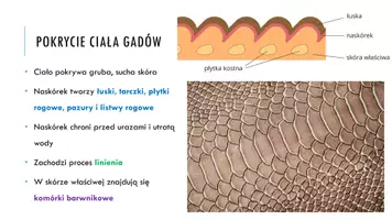 zapowiedź - Prezentacja - Gady - pierwsze owodniowce - strona 3