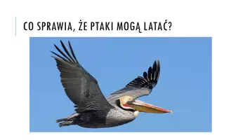 zapowiedź - Prezentacja - Ptaki - latające zwierzęta pokryte piórami - strona 1