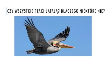 zapowiedź - Prezentacja - Ptaki - latające zwierzęta pokryte piórami - strona 2