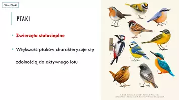 zapowiedź - Prezentacja - Ptaki - latające zwierzęta pokryte piórami - strona 3