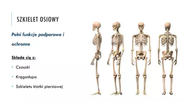 zapowiedź - Prezentacja - Elementy szkieletu - strona 2
