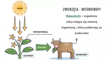 zapowiedź - Prezentacja - Odżywianie się zwierząt - strona 2