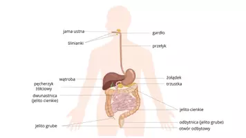 zapowiedź - Prezentacja - Budowa i funkcje układu pokarmowego - strona 3
