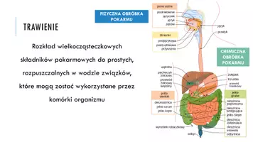 zapowiedź - Prezentacja - Procesy trawienia i wchłaniania - strona 3