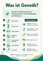 Vorschau - Arbeitsblätter - Genetik verstehen: DNA, Chromosomen, Mendel, Zellteilung, Erbkrankheiten & Gentechnik - Seite 2