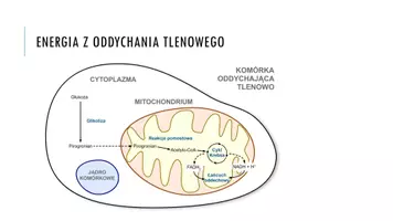 zapowiedź - Prezentacja - Układ oddechowy u zwierząt - strona 2