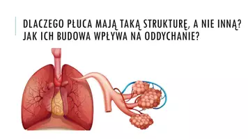 zapowiedź - Prezentacja - Budowa i funkcje układu oddechowego - strona 1
