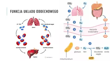 zapowiedź - Prezentacja - Budowa i funkcje układu oddechowego - strona 2