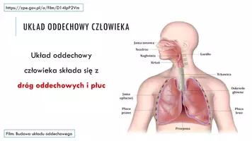 zapowiedź - Prezentacja - Budowa i funkcje układu oddechowego - strona 3