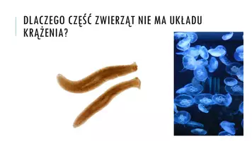 zapowiedź - Prezentacja - Układ krążenia u zwierząt - strona 2