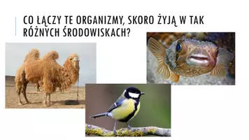 zapowiedź - Prezentacja - Osmoregulacja i wydalanie u zwierząt - strona 1