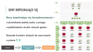 zapowiedź - Prezentacja - Dziedziczenie wielogenowe - strona 2