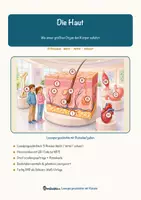 Vorschau - Arbeitsblätter - Die Haut – Lesespurgeschichte mit Rätselaufgaben (Klasse 8) - Seite 1
