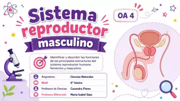 Vista previa - Presentaciones - Sistema Reproductor Masculino - 6º básico| OA 4🔬💜 - página 1