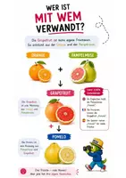 Vorschau - Bildkarten - Sind Grapefruit und Pampelmuse dasselbe? - Seite 2