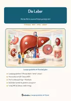 Vorschau - Arbeitsblätter - Die Leber – Lesespurgeschichte mit Rätselaufgaben (Klasse 9) - Seite 1