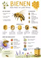 Vorschau - Arbeitsblätter - Lernplakat + AB mit Fragen zum Thema "Bienen" + Lösungsblatt + Mindmap + Infografik - Deckblatt