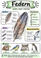 Vorschau - Arbeitsblätter - Lernposter + Arbeitsblätter zum Thema "Feder" + Lösung & MP3 + Mindmap + Infografik - Deckblatt