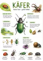 Vorschau - Arbeitsblätter - Lernplakat + AB mit Fragen zum Thema "Käfer" + Lösungsblatt + Infografik - Deckblatt