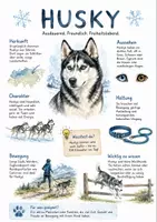 Vorschau - Arbeitsblätter - Lernposter + Arbeitsblätter zum Thema "Husky" + Lösung & MP3 + Mindmap + Infografik - Deckblatt