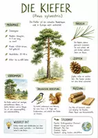 Vorschau - Arbeitsblätter - Lernposter + Arbeitsblätter zum Thema "Kiefer (Baum)" + Lösung & MP3 + Mindmap + Infografik - Deckblatt