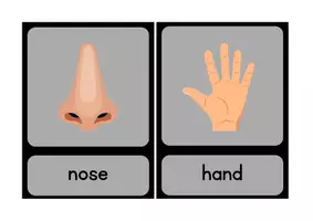 Vorschau - Bildkarten - Wortkarten "bodyparts" - Seite 3