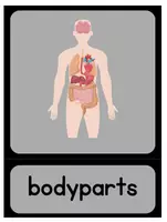 Vorschau - Bildkarten - Wortkarten "bodyparts" - Deckblatt