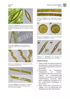 Vorschau - Arbeitsblätter - 08_Die Kieselalge als biologisches Vorbild - Seite 2