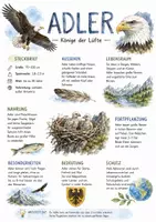 Vorschau - Arbeitsblätter - Lernposter + AB mit Fragen zum Thema "Adler" + Lösungsblatt + Infografik - Deckblatt