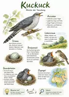 Vorschau - Arbeitsblätter - Lernposter + AB mit Fragen zum Thema "Kuckuck" + Lösungsblatt + Infografik - Deckblatt