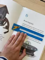 Voorbeeld - Bladwijzers Lezen Leren - Thema Vliegen - Voorblad