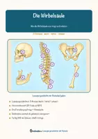 Vorschau - Mal- und Bastelvorlagen - Die Wirbelsäule – Lesespurgeschichte mit Rätselaufgaben (Klasse 8) - Seite 1