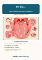 Vorschau - Arbeitsblätter - Die Zunge – Lesespurgeschichte mit Rätselaufgaben (Klasse 8) - Seite 1