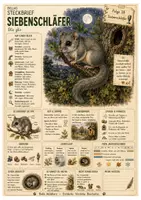 Vorschau - Arbeitsblätter - Siebenschläfer – kostenloses Materialpaket für Sachunterricht & Naturbildung | Bella Wildherz - Deckblatt