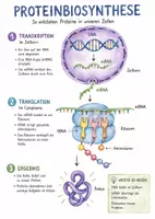 Vorschau - Arbeitsblätter - Lernposter + Arbeitsblatt "Die erstaunliche Welt der Proteinbiosynthese" + interaktive Lösung & MP3 + Mindmap + Infografik - Deckblatt