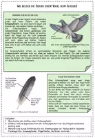 Vorschau - Stundenentwürfe - Gruppenpuzzle: Die Flugfähigkeit der Vögel - Seite 2