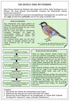 Vorschau - Stundenentwürfe - Gruppenpuzzle: Die Flugfähigkeit der Vögel - Seite 3