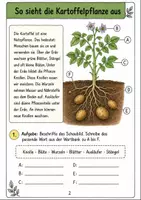 Vorschau - Arbeitsblätter - Die Kartoffel Klasse 3 - Seite 1