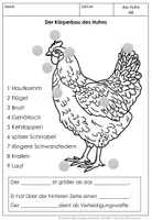 Vorschau - Unterrichtsreihen - Das Huhn Unterrichtsmaterial - Seite 3